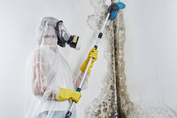 Crawl Space Mold Removal in Belwood, NC