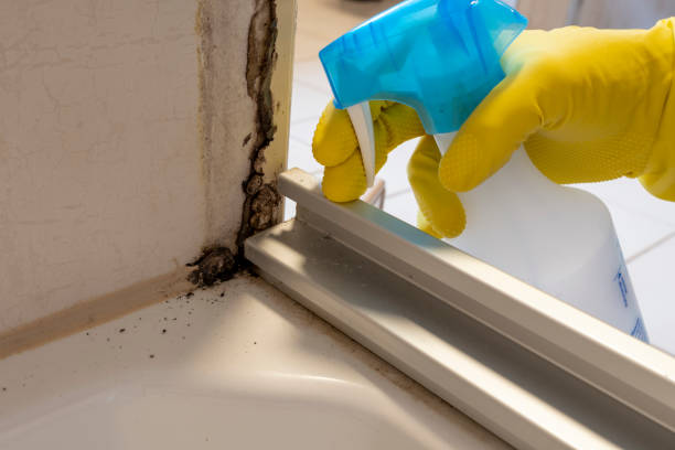 Best Mold Removal Company Near Me  in Belwood, NC