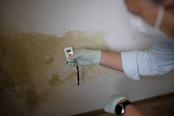 Best Professional Mold Removal  in Belwood, NC