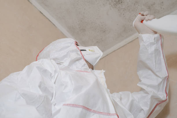 Best Toxic Mold Removal  in Belwood, NC