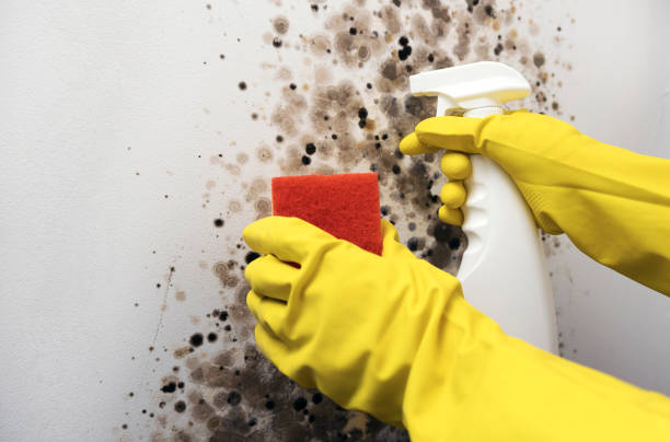 Best Certified Mold Removal  in Belwood, NC