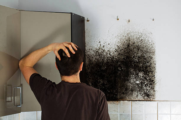 Certified Mold Removal in Belwood, NC